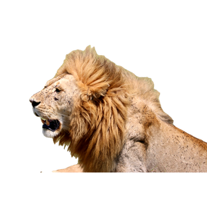 Lion Lying On Green Grass During Daytime