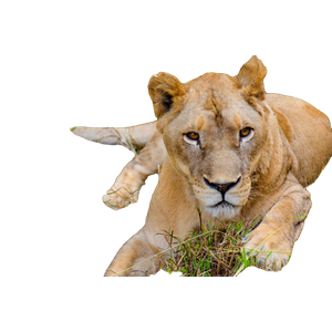 Lion Lying On Green Grass In Close Up Photography