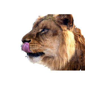 Lion Lying On Ground During Daytime
