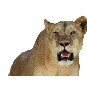 Lion Under Tree – cat PNG with transparent background