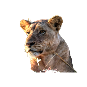 Lioness Hiding Under Green Grasses – cat PNG with transparent background