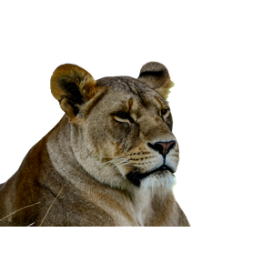 Lioness Lying On Green Grass Field – cat PNG with transparent background