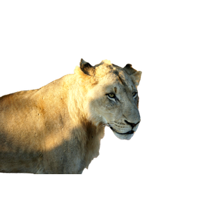 Lioness Near Grass Field – cat PNG with transparent background