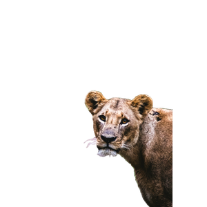 Lioness Near Trees – cat PNG with transparent background