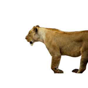 Related cat image: Lioness On Brown Field 1