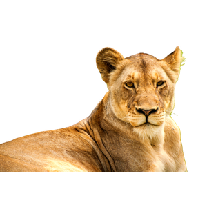 Lioness On Grass – cat PNG with transparent background