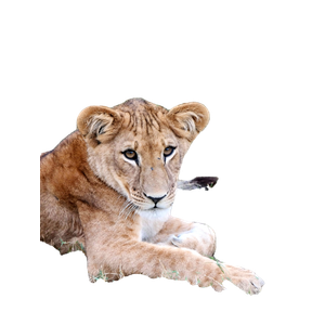 Lioness On Grass Field – cat PNG with transparent background
