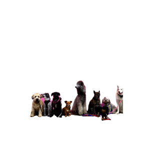 Litter Of Dogs Fall In Line Beside Wall – cat PNG with transparent background