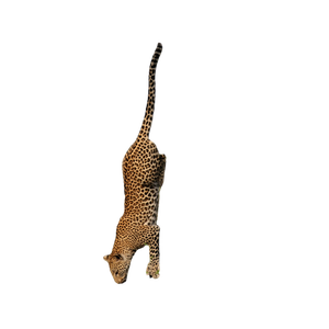 Loepard Climbing Down On Tree During Daytime – cat PNG with transparent background