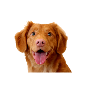 Long Coat Tan Puppy – cat PNG with transparent background