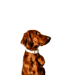 Long Coated Brown Dog – cat PNG with transparent background