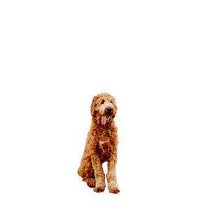 Long Coated Brown Dog – cat PNG with transparent background