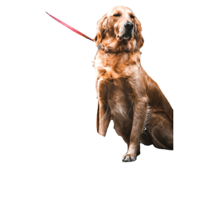 Long Coated Brown Dog – cat PNG with transparent background