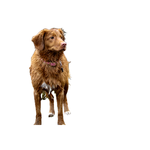 Long Coated Brown Dog – cat PNG with transparent background