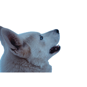 Long Coated Brown Dog – cat PNG with transparent background