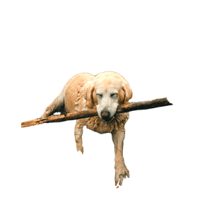 Long Coated Brown Dog – cat PNG with transparent background