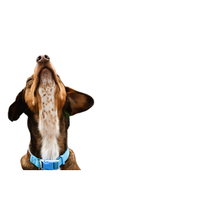 Long Coated Brown Dog During Daytime – cat PNG with transparent background