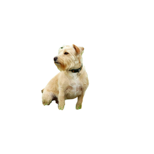 Long Coated Brown Dog On Field – cat PNG with transparent background