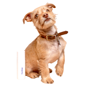 Long Coated Brown Puppy – cat PNG with transparent background