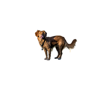 Long Coated Chocolate Dog Standing On Brown Lumber – cat PNG with transparent background