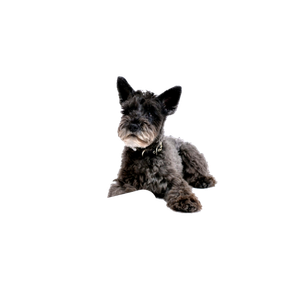 Long Coated Gray Dog – cat PNG with transparent background
