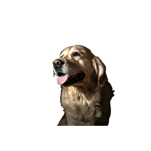 Long Coated Tan Dog With Black Background – cat PNG with transparent background