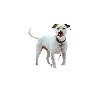 Long Coated White Dog – cat PNG with transparent background