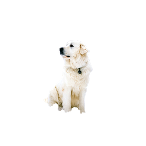 Long Coated White Dog – cat PNG with transparent background