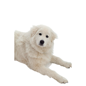 Long Coated White Dog Lying On Snow