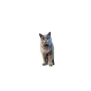 Long Fur Brown Cat Standing Near Opened Door Door