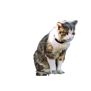 Long Fur White And Brown Cat Standing On Wooden Frame In Front Of Wall