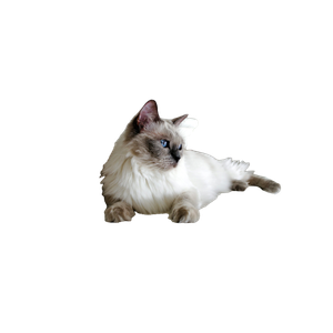 Long Fur White Can Lying On White Stairs – cat PNG with transparent background