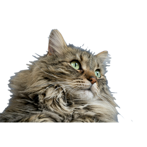 Long Furred Brown Cat