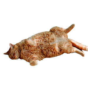 Long Haired Orange Cat – cat PNG with transparent background