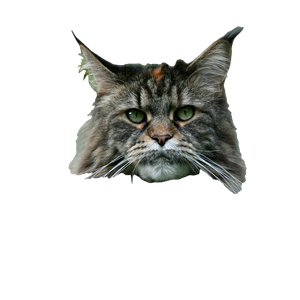 Long Fur Gray Cat – cat PNG with transparent background