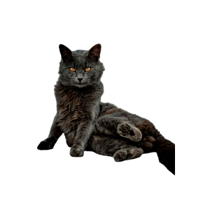 Majestic Gray Cat Relaxing Outdoors 12345 - Cat PNG image with transparent background