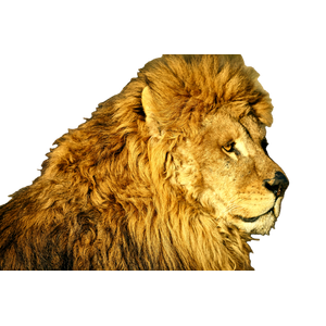 Male Lion – cat PNG with transparent background
