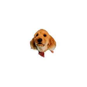 Medium Coated Beige Dog Wrapped With Light String – cat PNG with transparent background