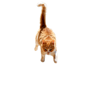 Orange And White Cat On Stone Steps Outdoors 17601 - Cat PNG image with transparent background