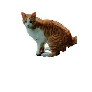 Orange And White Cat On Garden – cat PNG with transparent background