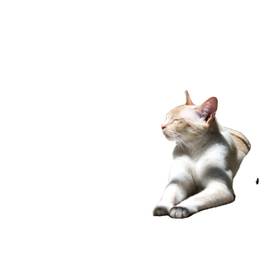 Orange And White Cat On Panel – cat PNG with transparent background