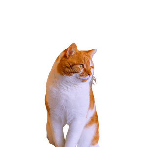 Orange And White Cat On White Textile - Cat PNG image with transparent background