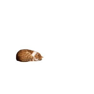 Orange And White Tabby Cat Sleeping Beside Window