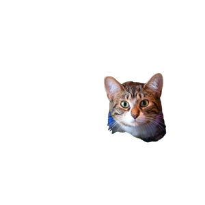 Orange Cat – cat PNG with transparent background