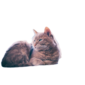 Orange Cat On Bed – cat PNG with transparent background