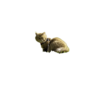 Orange Cat On Green Grass Field Closeup Photo – cat PNG with transparent background