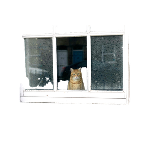 Orange Cat On Open Window – cat PNG with transparent background