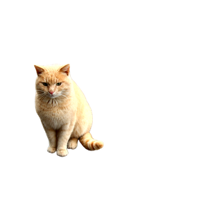 Orange Cat On Road - Cat PNG image with transparent background