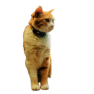 Orange Cat Sitting On Glass Window - Cat PNG image with transparent background