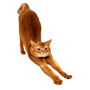 Orange Cat Stretching On White Surface – cat PNG with transparent background